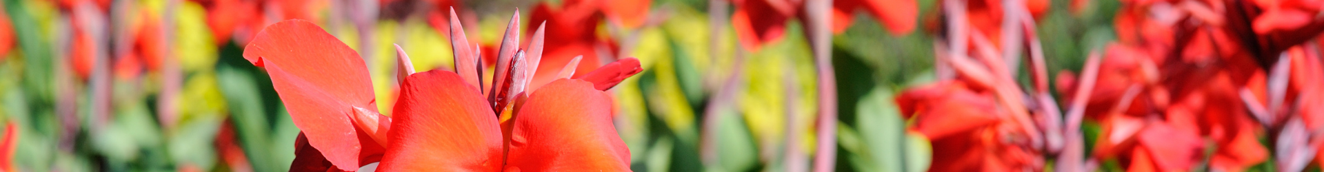 Canna assortiment